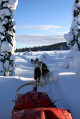 Hundeschlittenreise durch eine tiefverschneite Landschaft