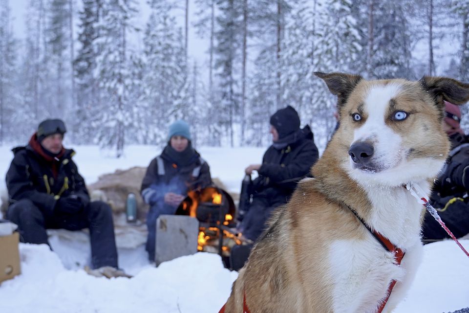 Husky Grisu während einer Mittagspause am Lagerfeuer