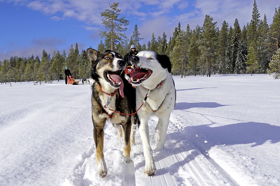 Zwei Huskydamen auf Tour - Wilma & Rumba