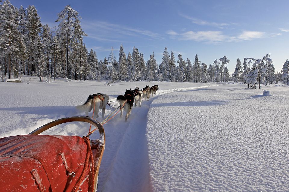 Mit dem Hundeschlitten durch eine traumhafte Winterlandschaft