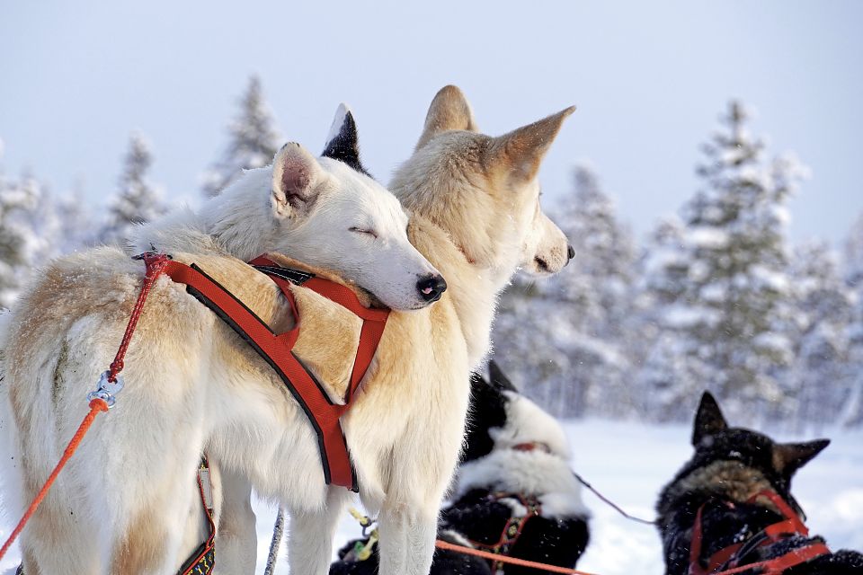 Sira geniesst den kurzen Pausenmoment