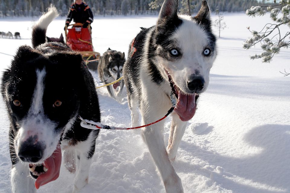 Die Huskys haben unendlich viel Spass