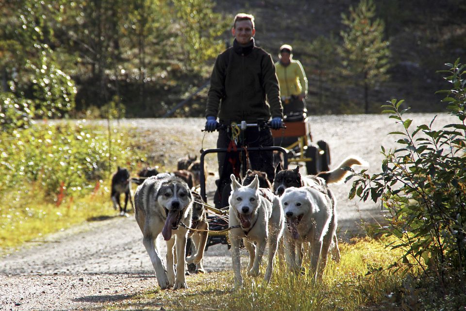 Herbsttraining der Huskys