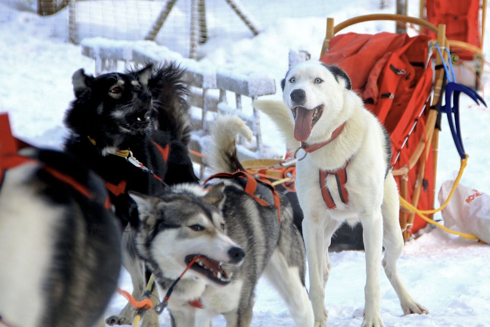 Kurz vor dem Start sind die Huskys riesig aufgeregt und voller Vorfreude.