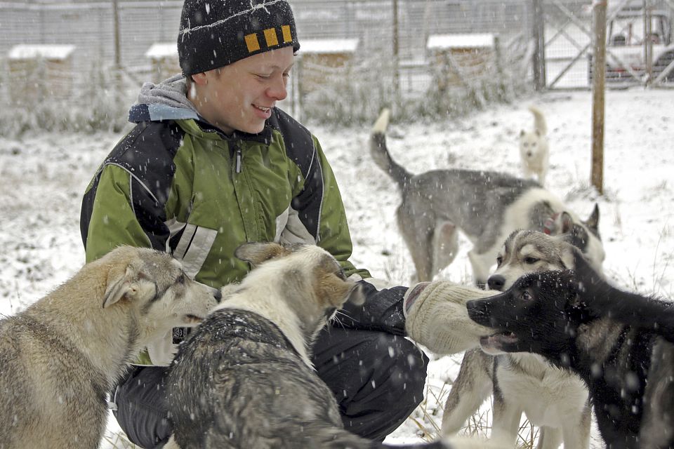 Die kleinen Huskywelpen sind neugierig auf jeden Besucher, der zu ihnen kommt!