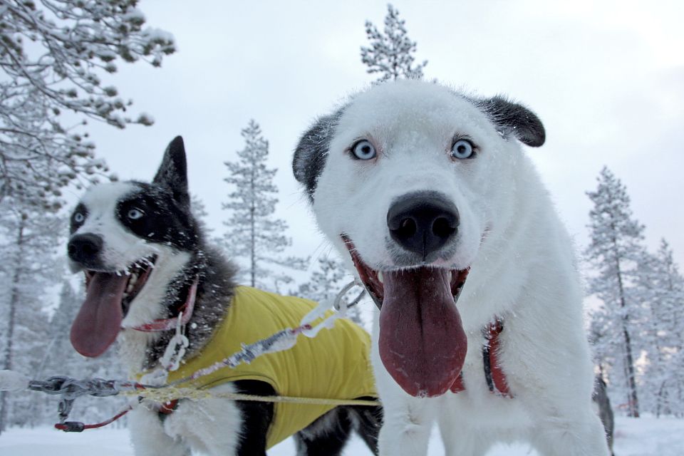 Husky Pepsi ist überglücklich, dabei sein zu können!