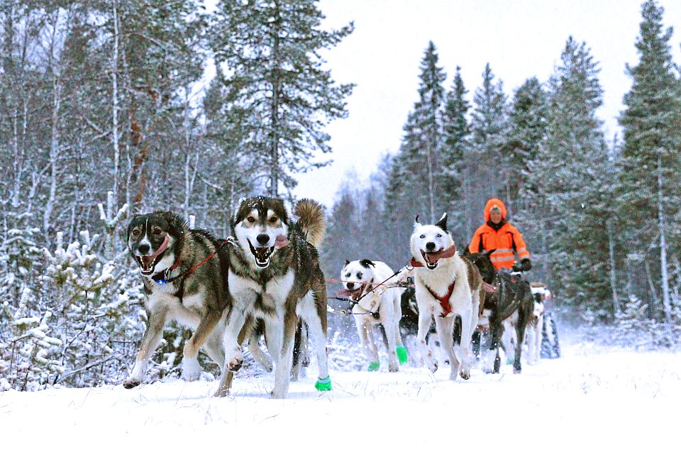Huskytraining im allerersten Schnee