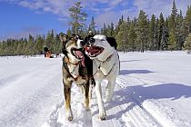 Zwei Huskydamen auf Tour - Wilma & Rumba