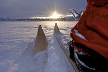 Mit Vildmarkski durch die unberührte Schneelandschaft