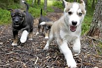 Meine kleinen Huskys bei einem Spaziergang über die Farm