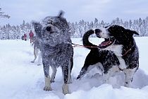 Molly & Caine haben riesig viel Spass
