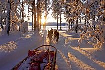 Mit dem Hundeschlitten gleiten wir durch tiefverschneite Wälder