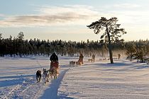 Mit dem Hundeschlitten gleiten wir über tiefgefrorene Seen und weite Moore