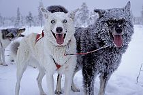 Eiskristalle verzieren das dichte Fell der Huskys