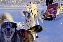 Ein kurzer Stopp auf Tour - die Huskys heulen, es soll endlich weitergehen!