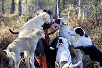 Sommer auf der Huskyfarm