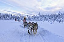 Die Huskys sind über und über mit Eiskristallen bedeckt