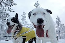 Husky Pepsi ist überglücklich, dabei sein zu können!
