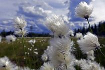 Das Wollgras fühlt sich in den Hochmoorgebieten richtig puschelig wohl